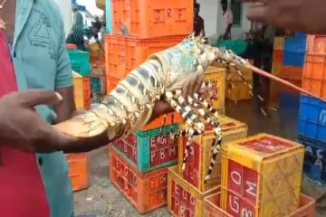 பாம்பன் மீனவர் வலையில் சிக்கிய அரிய வகை மணி சிங்கி இறால்