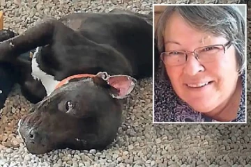 பரிதாபப்பட்டு வீட்டுக்கு அழைத்து வந்த தெரு நாய்: வெளிநாட்டில் பிரித்தானிய பெண்மணிக்கு ஏற்பட்ட கோர முடிவு