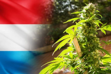 கஞ்சாவை சட்டப்பூர்வமாக்கிய முதல் ஐரோப்பிய நாடு! இனி வீட்டிலேயே வளர்க்கலாம்..