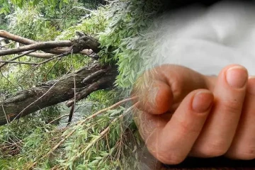 மரத்தில் இருந்து வீழ்ந்து குடும்பஸ்தர் மரணம்..!