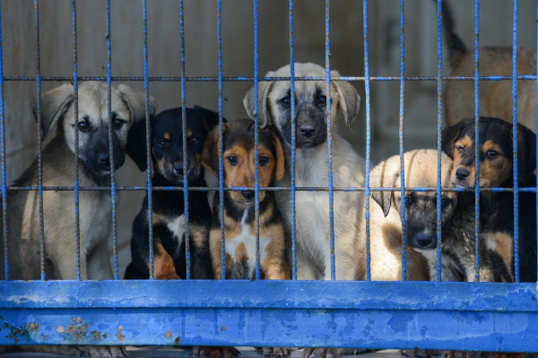 சுவிஸ் மாகாணமொன்றில் 120 நாய்கள் கருணைக் கொலை | 120 Dogs Euthanized In Swiss Province