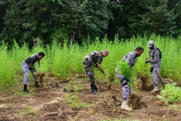 இலங்கையில் முதல்முறை: ஹெலிகொப்டர் மூலம் எடுத்து செல்லப்பட்ட பெருமளவு பொருள்! | Sri Lanka Ampara Cannabis Helicopter இலங்கையில் முதல்முறை: ஹெலிகொப்டர் மூலம் எடுத்து செல்லப்பட்ட பெருமளவு பொருள்! | Sri Lanka Ampara Cannabis Helicopter