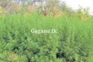 හොර රහසේ ජයටම කරගෙන ගිය කංසා හේනක් වටලයි.