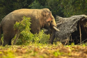 காட்டு யானை தாக்கி வயோதிபர் உயிரிழப்பு