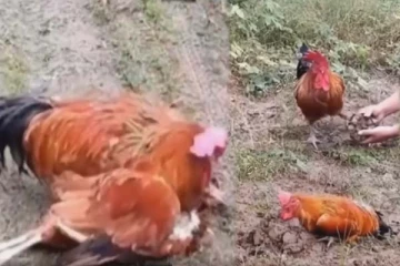 இறந்த துணை கோழியை மீட்க நடந்த போராட்டம்: காண்பவர்களை கண்ணீரில் ஆழ்த்திய காட்சி