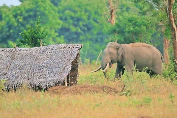 யானை தாக்கி வயோதிபப் பெண் பரிதாப மரணம்!