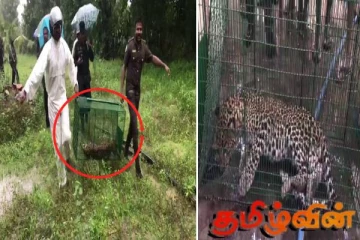 முல்லைத்தீவில் ஆட்களற்ற வீடொன்றுக்குள்ளிருந்து மீட்கப்பட்ட சிறுத்தை