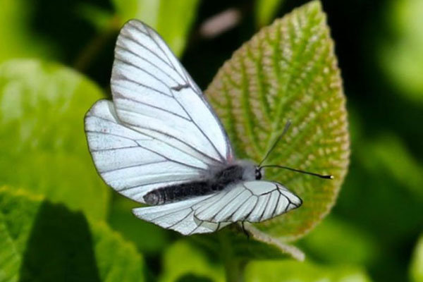 100 ஆண்டுகளுக்கு முன் அழிந்து போனதாக கூறப்பட்ட பட்டாம்பூச்சி | Butterfly That Was Declared Extinct 100 Years Ago