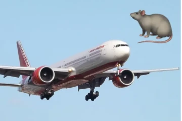 சுந்தரா டிராவல்ஸ் பஸ்ஸாக மாறிய விமானம் : எலியால் நடந்த அட்டகாசம்