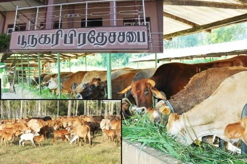 இறந்த கால்நடைகளுக்கான நட்டஈடு வழங்குவதில் முறைகேடுகள்! பொது மக்கள் குற்றச்சாட்டு -திணைக்களம் மறுப்பு