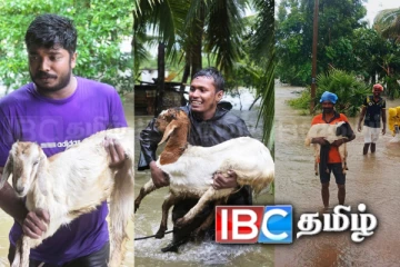 வெள்ளத்தில் சிக்கித் தவித்த கால்நடைகள்: தமிழர் பகுதியில் நெகிழ்சிச் செயல்!