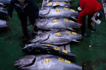 ஒரு மீனின் விலை ரூ.28 கோடியா? அப்படியென்ன ஸ்பெஷல் இதில்!