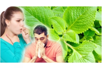 சளி, இருமல், காய்ச்சலா? இந்த ஒரு செடியின் இலையே போதும்! தீராத சளியும் நொடியில் கரைத்துவிடும்