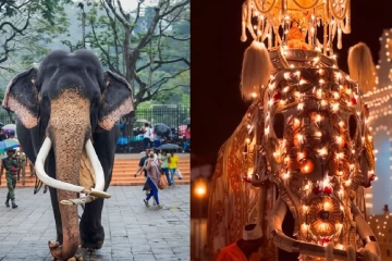 මින් ඉදිරියට කතරගම වාසනා හස්තියා මේ පෙරහරවලට දෙන්නේ නෑ - වාසනා හස්තිරාජයාට ආදරය කරන සියලු පාර්ශ්වයන්ගෙන් ඉල්ලීමක්