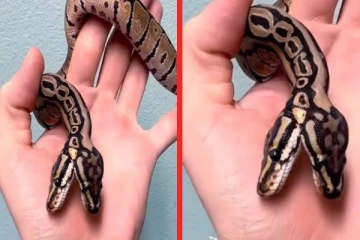 viral video: இரட்டை தலையுடன் பிறந்த மலைப்பாம்பு... இணையத்தை ஆக்கிரமிக்கும் காணொளி