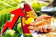 தென்னை ஏற்றுமதி மூலம் மில்லியன் டொலர் வருவாய்...! வெளியான தகவல்