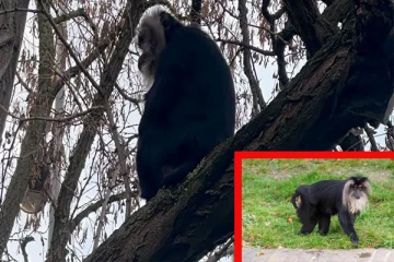 ஜேர்மனியில் திருடப்பட்ட அரியவகை உயிரினம்: சமீபத்திய தகவல்