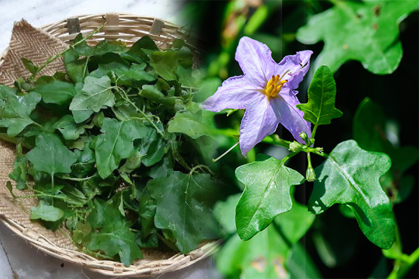 கோடைகால சளி, இருமலை விரட்டி அடிக்கும் தூதுவளை! | Summer Colds And Coughs Thoothuvalai Benefits கோடைகால சளி, இருமலை விரட்டி அடிக்கும் தூதுவளை! | Summer Colds And Coughs Thoothuvalai Benefits