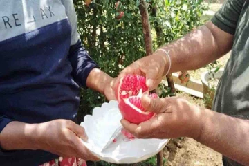 இலங்கையில் கண்டுபிடிக்கப்பட்ட இரண்டு மாதுளை இனங்கள்