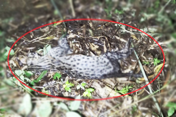 தேயிலை மலையில் இருந்து சிறுத்தை புலியின் உடலம் மீட்பு! - ஐபிசி தமிழ்