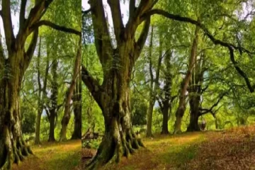 optical illusion: ஐந்து நொடிக்குள் மறைந்துள்ள சிங்கங்களை கண்டுபிடிக்க முடியுமா?