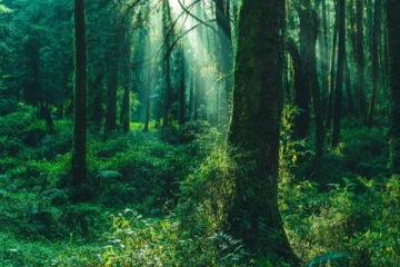 காட்டுக்குள் சென்று மாயமான வாய் பேச முடியாத குடும்பபெண் ; தீவிரமாகும் தேடுதல்