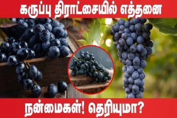 தினமும் ஒரு கையளவு கருப்பு திராட்சை சாப்பிடுங்க: இந்த பிரச்சினைகள் வரவே வராது