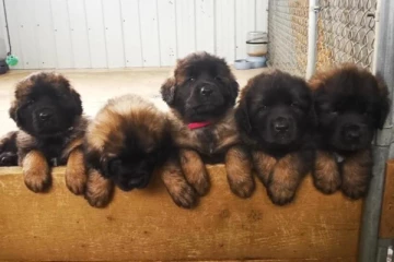 கனடாவில் நாயை தாக்கியவர் கைது