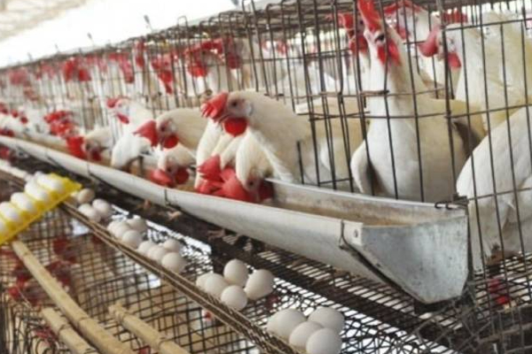 தொழிலை கைவிடும் நிலையில் கோழிப் பண்ணையாளர்கள்! | Poultry Farmers Process Of Abandoning The Business