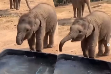 அம்மாவின் துணை இல்லாமல் குட்டி யானை செய்த காரியம்... கவலையை நொடியில் மறந்துடுவீங்க