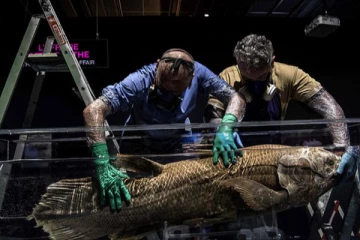 වසර 100ක් නොනැසී ජීවත්වන “ජීවමාන ෆොසිලය”