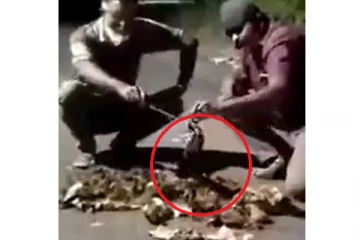 யானையின் சாணத்தைப் பார்த்து அதிர்ச்சியடைந்த ஆர்வலர்கள் - கழிவில் இருந்ததைப் பாருங்கள்...