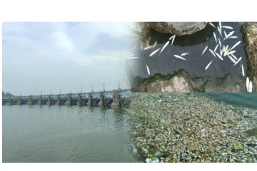 மேட்டூர் அணையின் உபரி நீர் கால்வாயில் கொத்து கொத்தாக செத்து மிதக்கும் மீன்கள் - மக்கள் அதிர்ச்சி