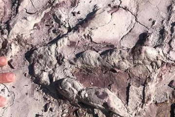 ஆயிரக்கணக்கான டைனோசர் கால் தடங்கள் கண்டுபிடிப்பு! எங்கு தெரியுமா?