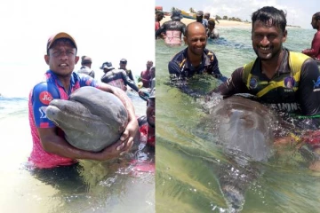 யாழ் கடற்பரப்பில் உயிருடன் திருப்பி விடப்பட்ட 11 டொல்பின்கள்: கடற்றொழிலாளர்களுக்கு குவியும் பாராட்டு