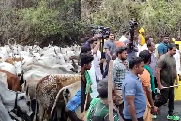 சீமான் மாடு மேய்க்கும் போராட்டம்