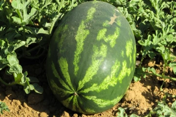 பல உயிர்களை காவு வாங்கிய தர்பூசணி...கொன்று குவிக்கப்பட்ட உயிர்கள்! என்ன நடந்தது தெரியுமா?