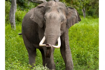 இவ்வாண்டு உயிரிழந்துள்ள யானைகளின் எண்ணிக்கை!