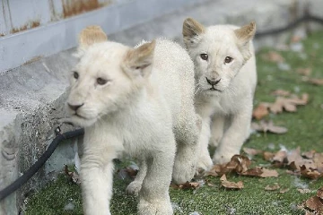 ஸ்பெயினில் அபூர்வ வெள்ளை ஆப்பிரிக்க சிங்கக்குட்டிகள் பிறந்துள்ளன