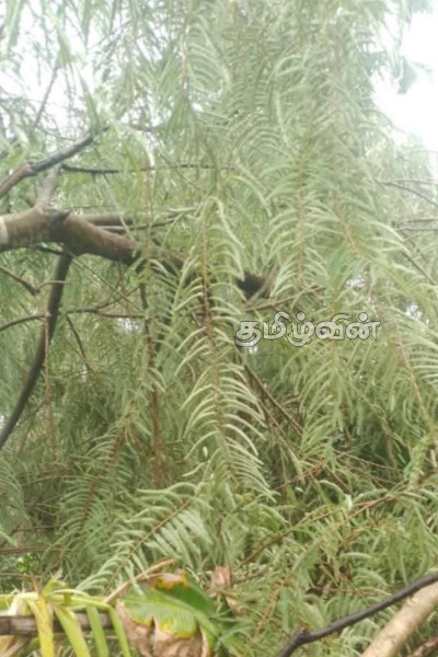 மட்டக்களப்பில் பலத்த காற்றுடன் மழை: பல வீடுகள் சேதம்-போக்குவரத்து பாதிப்பு | Rain With Strong Winds In Batticaloa District