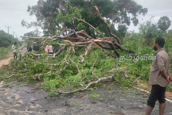 தேவிபுரத்தில் மரம் முறிந்து விழுந்ததில் முச்சக்கரவண்டி சாரதி படுகாயம் | Threewheele Rider Injured After Tree Falls