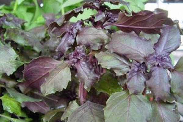 சளி பிரச்சனையை அடியோடு விரட்டணுமா? கருந்துளசியை கட்டாயம் சாப்பிடுங்க | Black Basil Leaf Benefits Winter Season