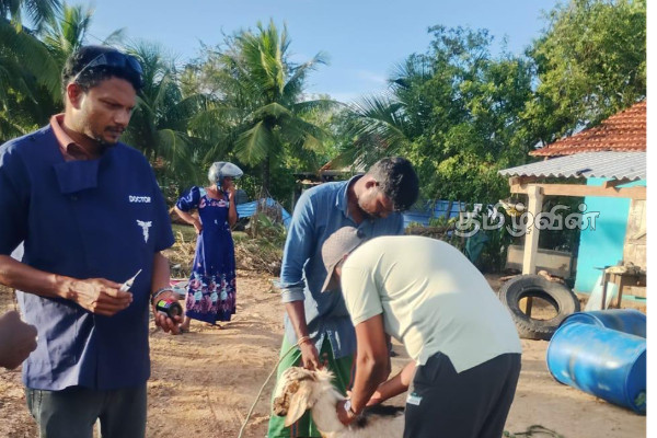 400 இற்கும் மேற்பட்ட கால்நடைகளுக்கு சிகிச்சையளித்த வைத்தியர் குழாம் | Doctors Treated More Than 400 Animals