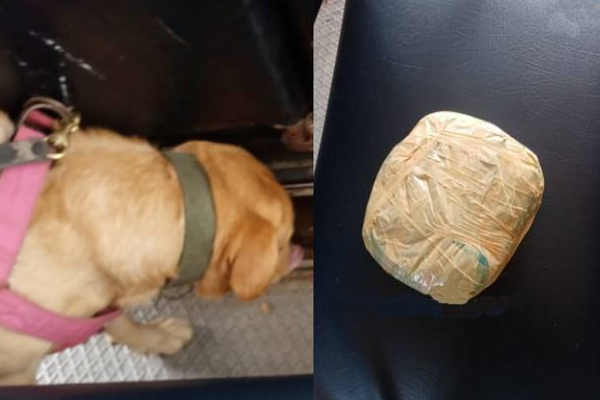 மன்னாரில் தனியார் பேருந்தில் மீட்கப்பட்ட மர்ம பொருள்! | Kerala Ganja Recovered From Private Bus In Mannar