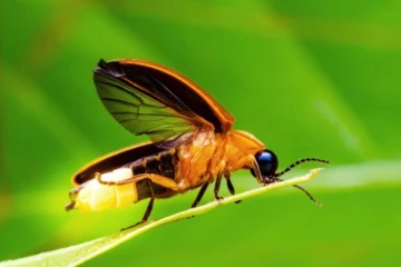 மின்மினிப் பூச்சிகளால் எவ்வாறு ஒளிவீச முடிகிறது?