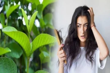 ஒட்டுமொத்த கூந்தல் பிரச்சினைக்கும் தீர்வு வேண்டுமா! இந்த இலை ஒன்னு போதும்