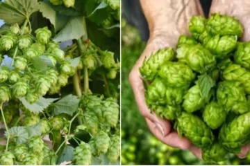 உலகின் விலை உயர்ந்த காய்கறி பற்றி தெரியுமா?