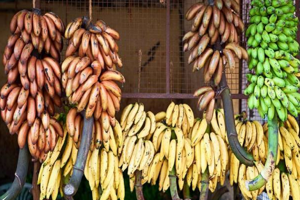 இலங்கையில் வாழைப்பழங்களில் விலையில் பாரிய மாற்றம்! | Price Reduction Of Bananas In Sri Lanka