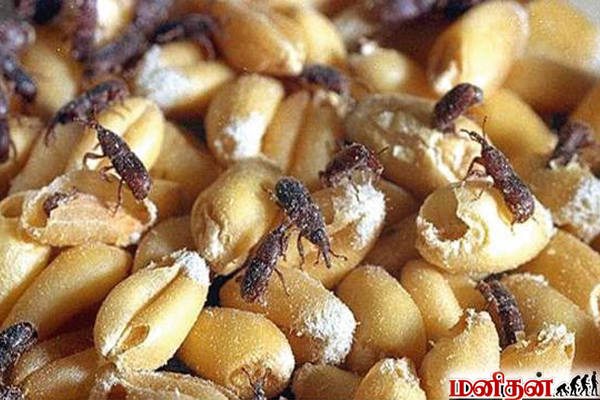 அரிசி, பருப்பில் வண்டுகள், பூச்சிகள் வரவே கூடாதா? இதை மட்டும் செய்தால் போதும் | How To Prodect Rice From Pests