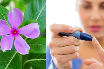 உங்க வீட்டு பக்கத்தில் சர்க்கரை நோய்க்கு மருந்து இருக்கே! இனியும் கவலை வேண்டாம்